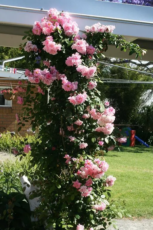 Jacaranda Homestead Accommodation Mount Tamborine